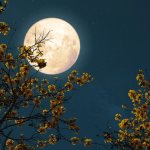 The Beaver Moon: Crystals for Grounding, Reflection, and Renewal