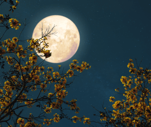 The Beaver Moon: Crystals for Grounding, Reflection, and Renewal